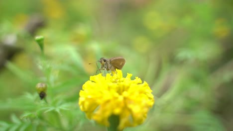 A-butterfly-is-perched-on-a-marigold