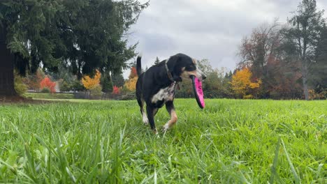 Hunde-Spielen-Frisbee-Im-Grasbewachsenen-Park