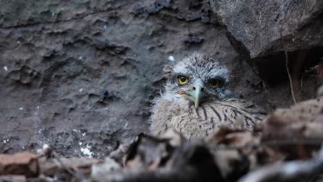 watchful cute brown fish owl chick in nest watching around with its yellow eyes