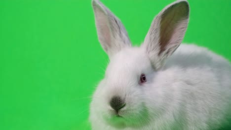 conejo blanco en un fondo verde chromakey
