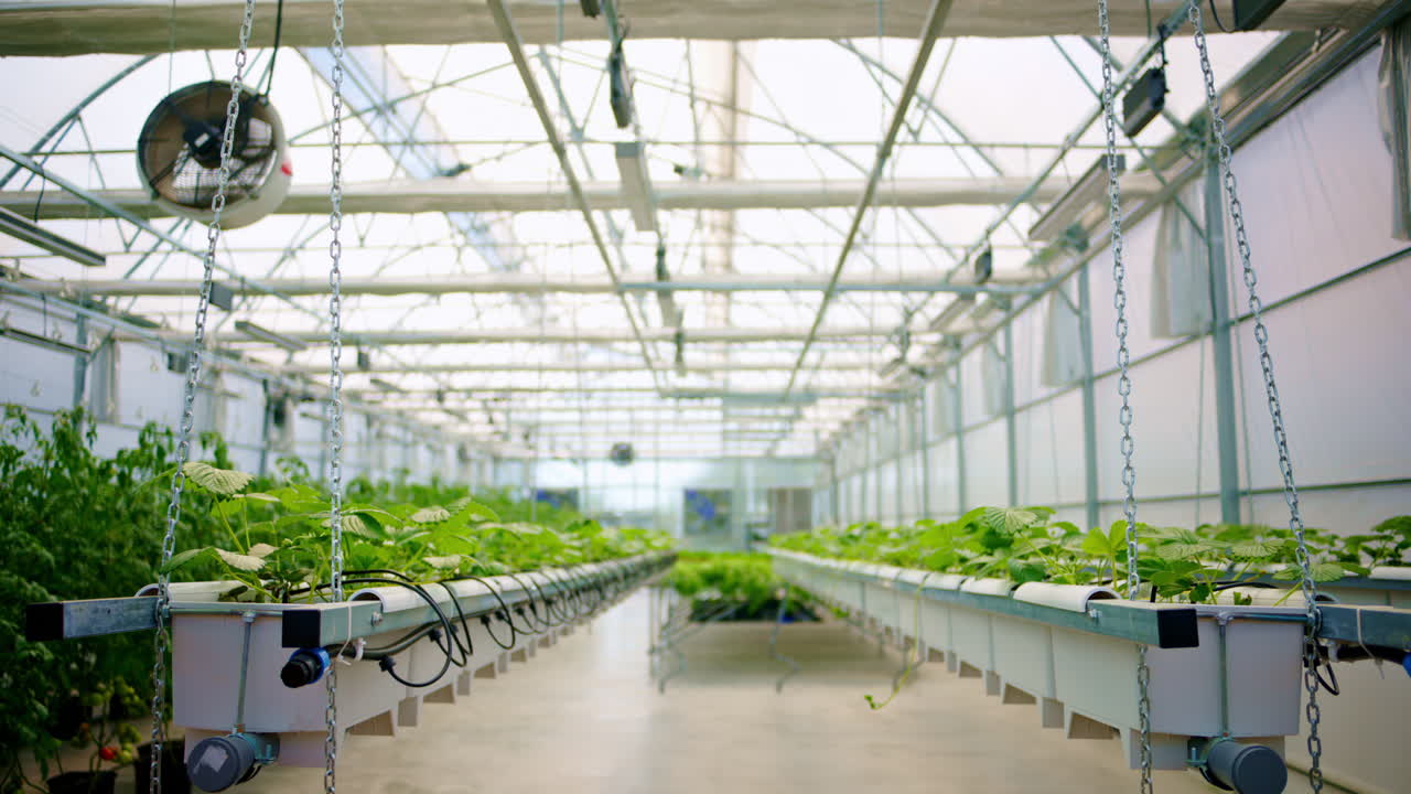 Diverse greenery grown with the Hydroponic method in a greenhouse