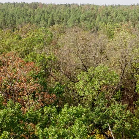 old trees in the forest. green and leafless trees in summer. nature scenery of woodland in a sunny day. low drone flight over the trees.
