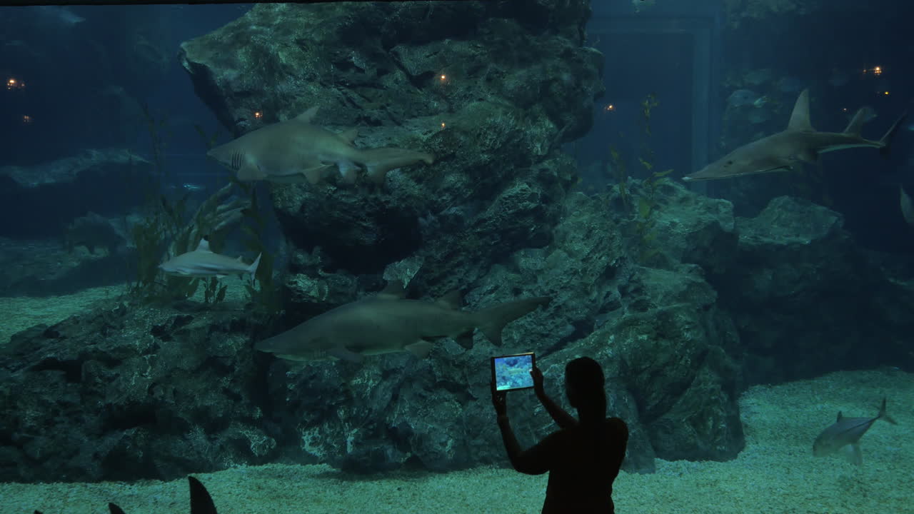 Robienie zdjęć rekinom tabletem w dużym akwarium Siam Ocean World, Bangkok, Tajlandia
