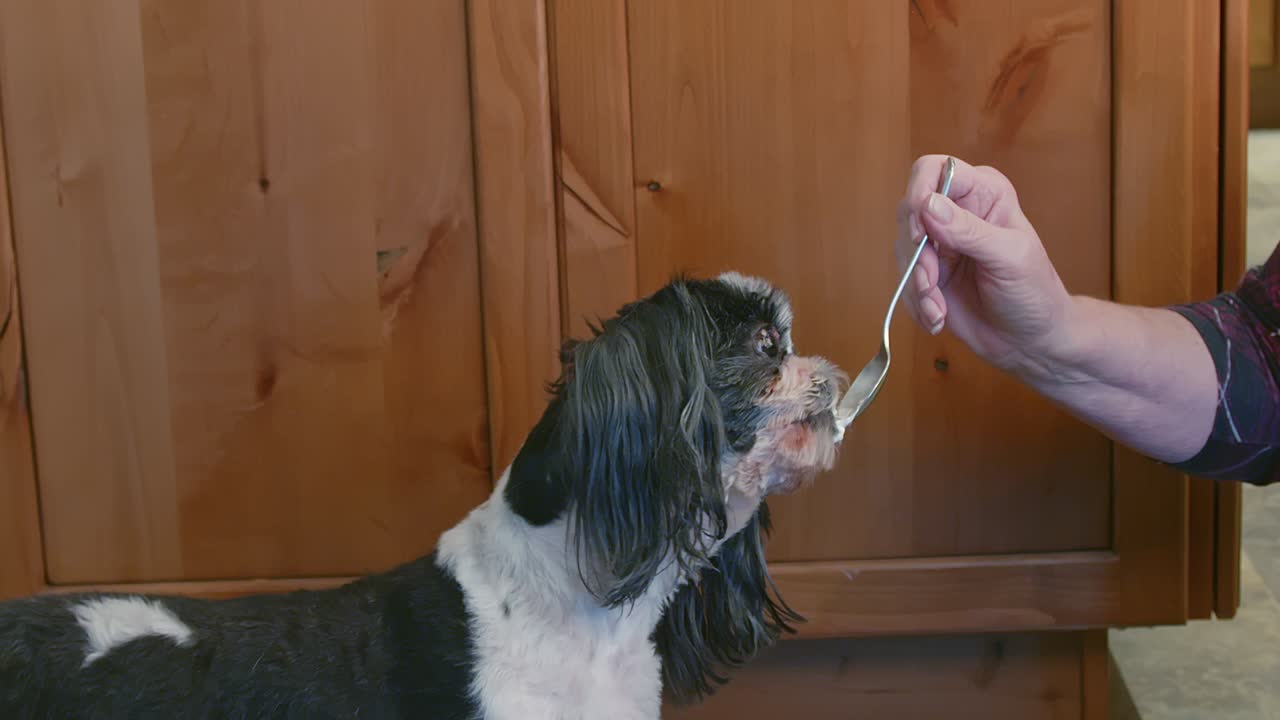 크림에 숨겨진 약을 복용하는 시히츠우 개.