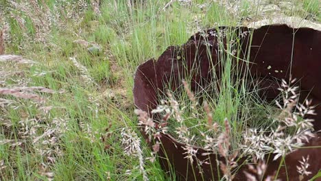 wild grassland red grass during summer blowing and swaying in the wind slow motion slide pan footage, grazing food for game and domesticated animals in the veld