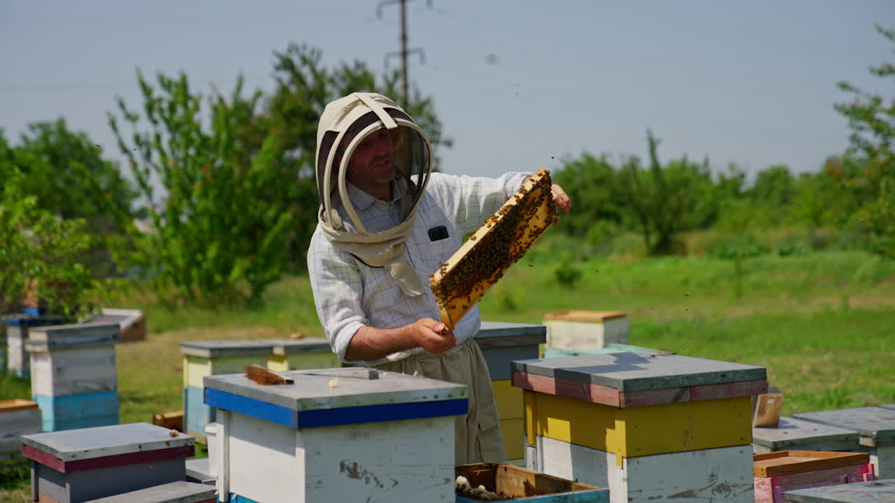 Adult male apiculturist in protective hat stands at his bee farm. Smiling beekeeper holding a heavy honey frame and talking to the camera. Blurred nature backdrop.