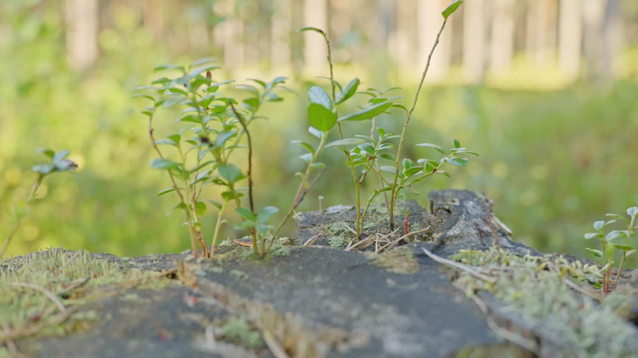 Nuori kasvi kasvaa esiin puun kannosta metsäkadon jälkeen.