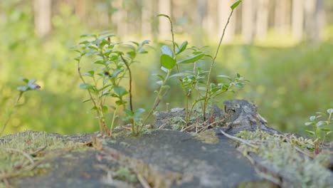 Una-Planta-Joven-Emerge-Del-Tocón-De-Un-árbol-Después-De-La-Deforestación.