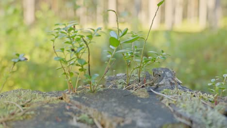 una planta joven emerge del tronco del árbol después de la deforestación