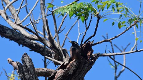 myna común o myna indio, acridotheres tristis, tailandia