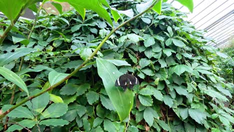 butterfly resting on leaf in lush greenhouse