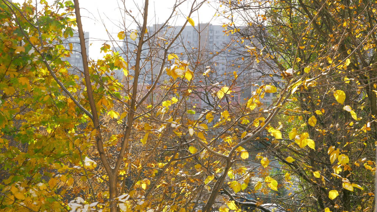 나무에서 떨어지는 건조한 잎과 함께 가을 장면