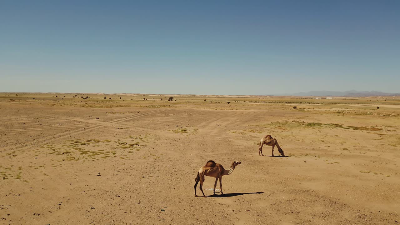 un par de camellos caminan en el desierto de arena en un día caluroso y soleado