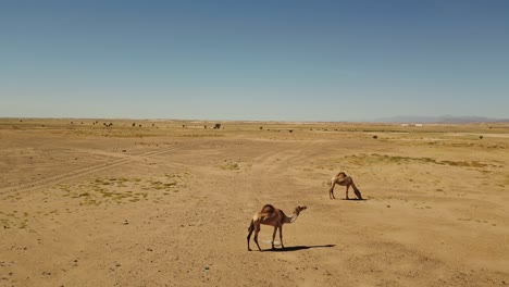 a couple of camels walk in the sandy desert on a hot sunny day