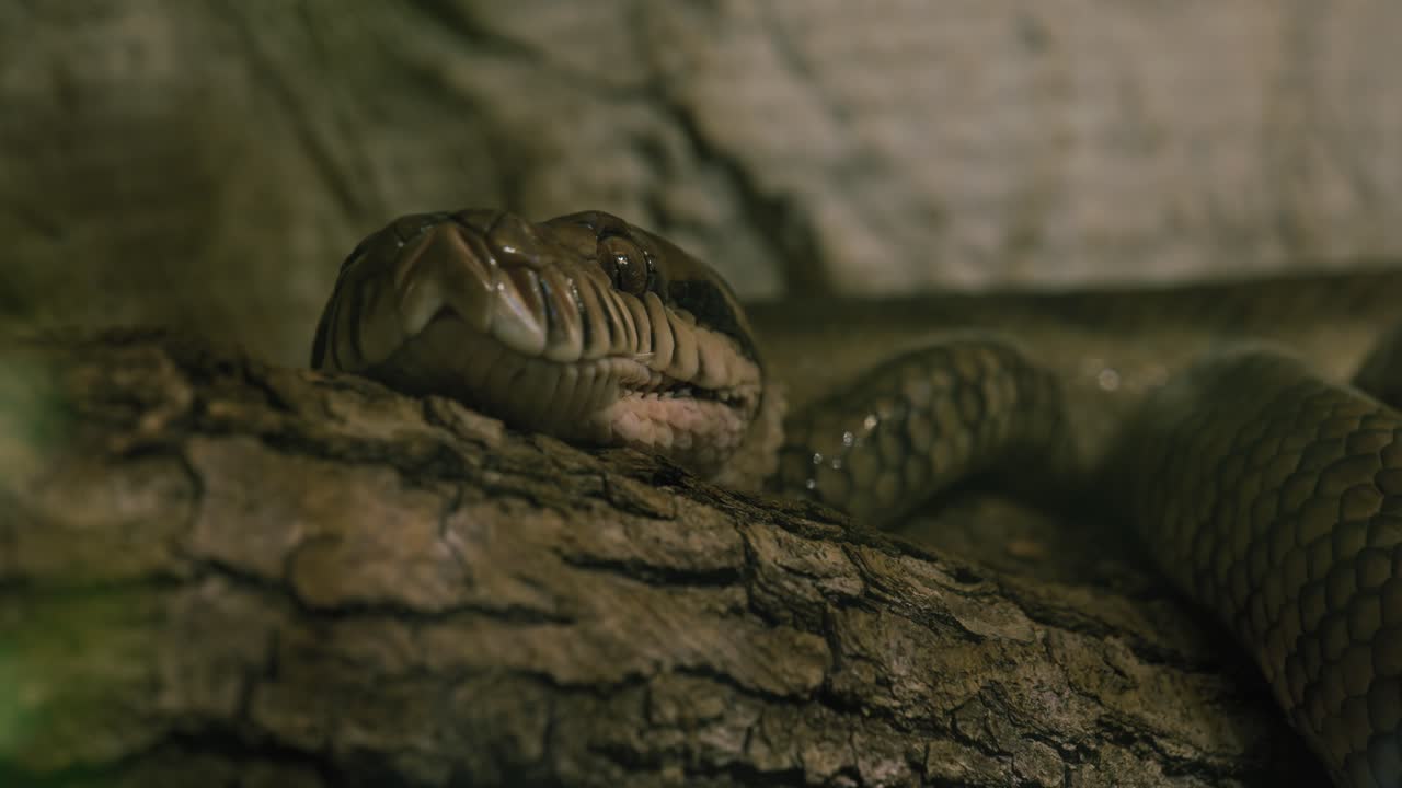 serpiente descansando en una rama de árbol áspera, haciendo hincapié en su textura natural y sigilo en un entorno forestal débilmente iluminado