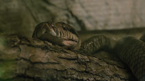 snake resting on rough tree branch, emphasizing its natural texture and stealth in dimly lit forest setting