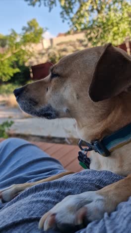 Vertical View of Mexican Street Dog With Legs on Man&#039;s Belly, Close Up