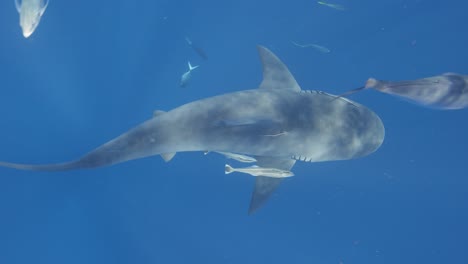 tiburón toro nadando en espiral de arriba hacia abajo