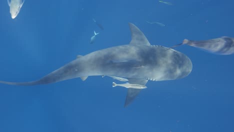 bull shark swimming spiral top down shot