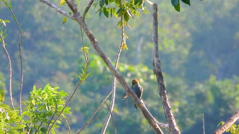 Süßer-Goldstirnspecht-In-Einem-Friedlichen-Baum,-Verschwommener-Waldhintergrund,-Filmische-Telezoom-Aufnahme