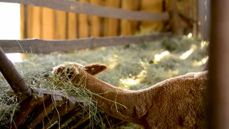 alpaca marrón joven comiendo heno en una granja de madera