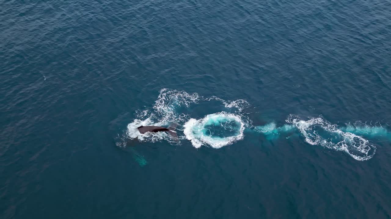 Whales swimming in the ocean