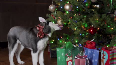 cachorro de husky siberiano lame adorno de navidad colgando del árbol