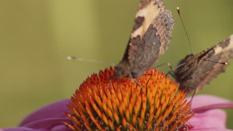 una mariposa y la llegada de otra en