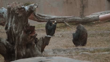 Two-Gorillas-eating-in-slow-motion