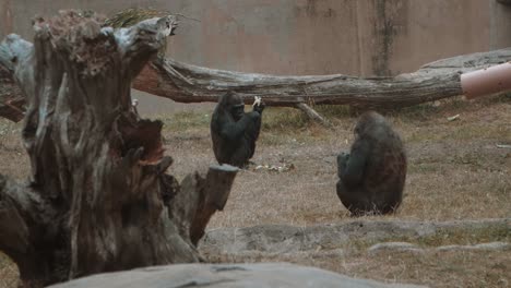 dos gorilas comiendo a cámara lenta