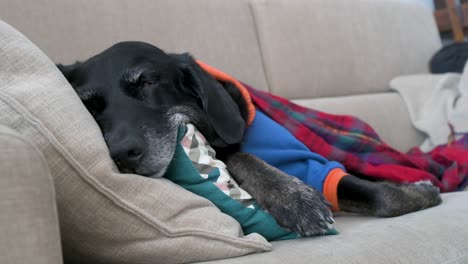 a tired senior labrador wrapped in a red blanket and wearing a jacket while sleeping on a couch during a the winter