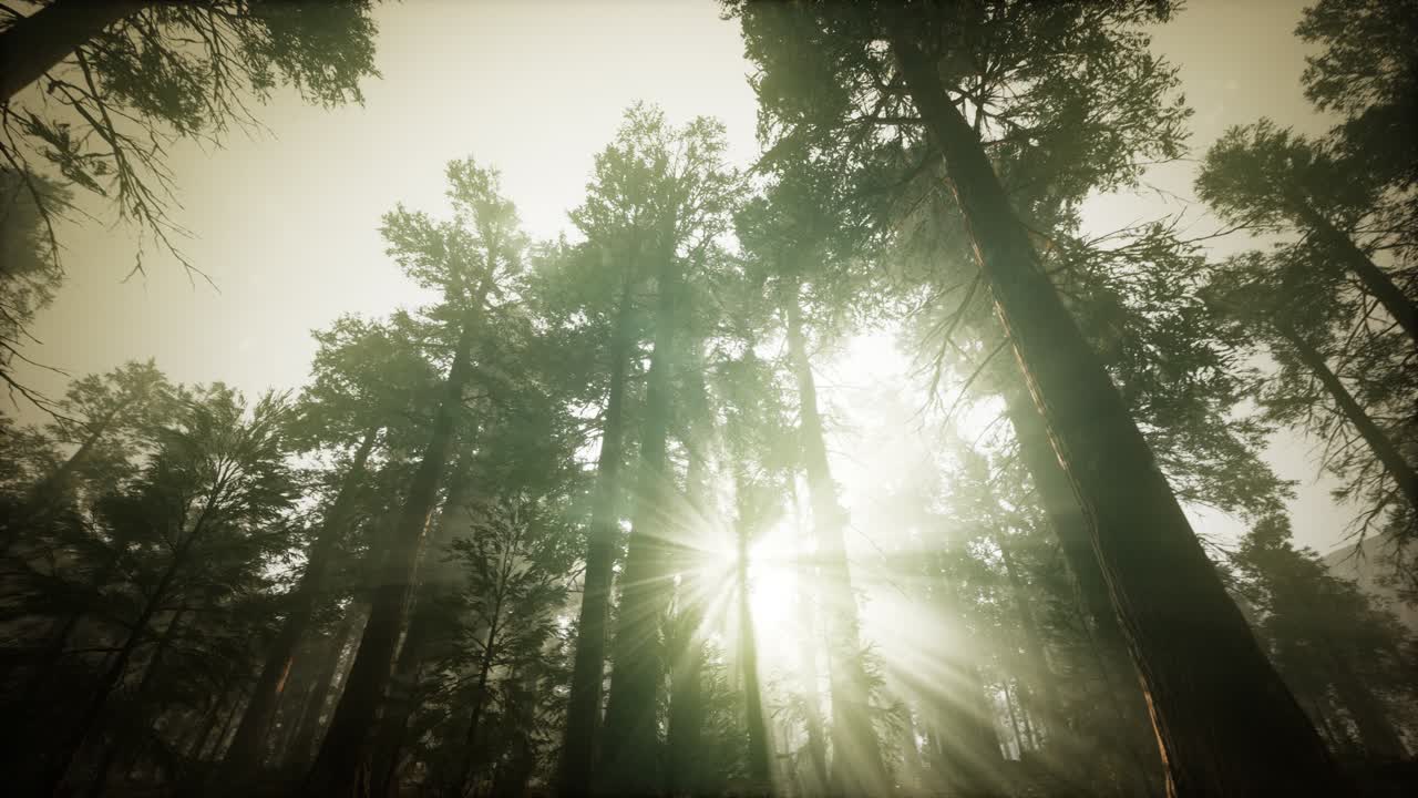 paisaje de puesta de sol brumosa del bosque de secuoya