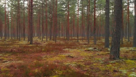 mysterious empty coniferous forest in scandinavia