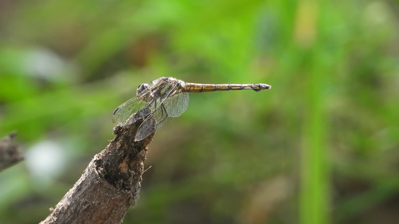 libélula - viento - cola - alas brillantes
