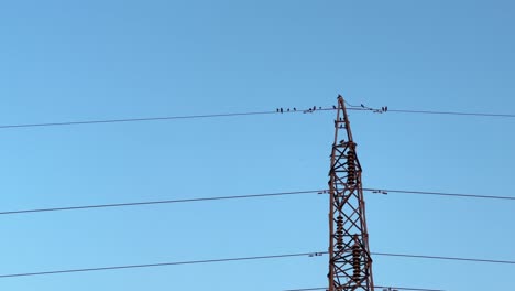 birds sitting on the high voltage power line, birds sitting on high-voltage pylon in the evening