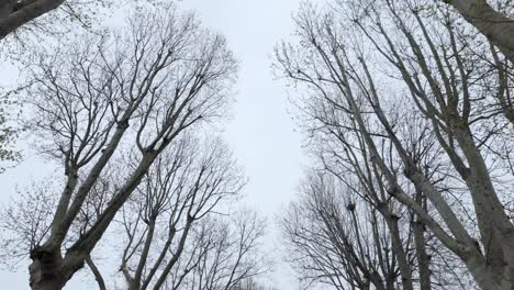 gazing upwards at the treetops, where barren branches silhouette against a backdrop of cloudy skies and mist, evoking the concept of seasonal transition and natural serenity