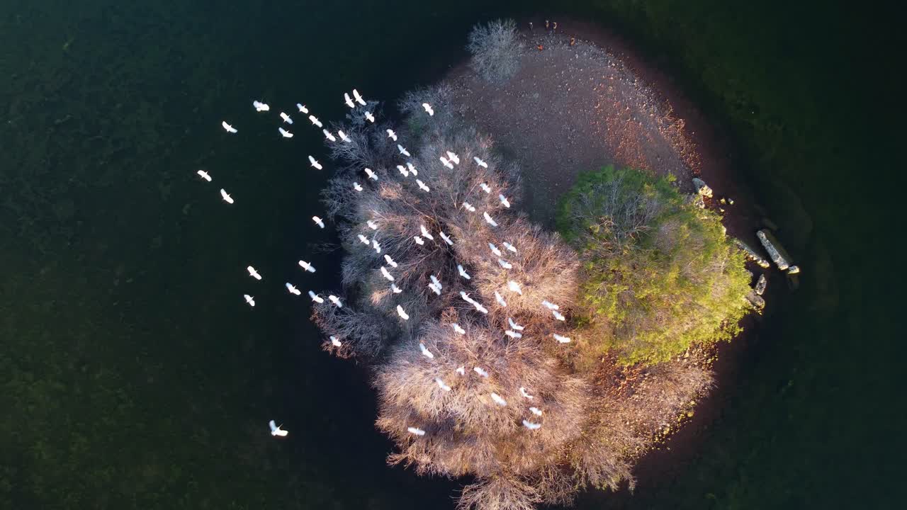 White cattle egrets (Bubulcus ibis) flying to roost in trees on an island, South Africa
