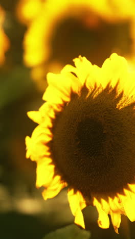 close-up of sunflowers