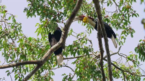 male gives food to the female on the left hand side but ignored then jumps to another branch shaking it feeling disappointed, wreathed hornbill rhyticeros undulatus male-female, thailand