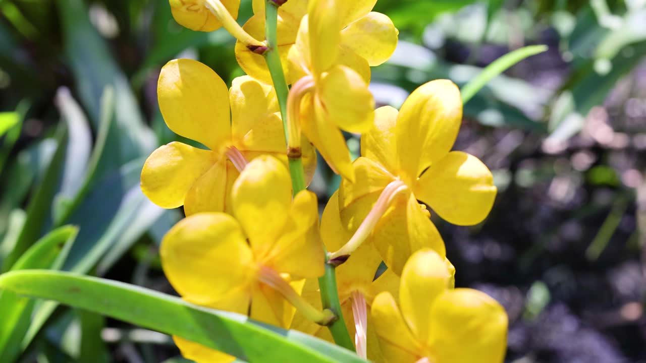 자연 환경 에서 활기찬 노란색 오키디