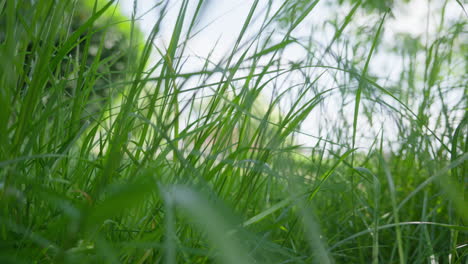 campo de hierba verde exuberante de primer plano con fondo de enfoque suave