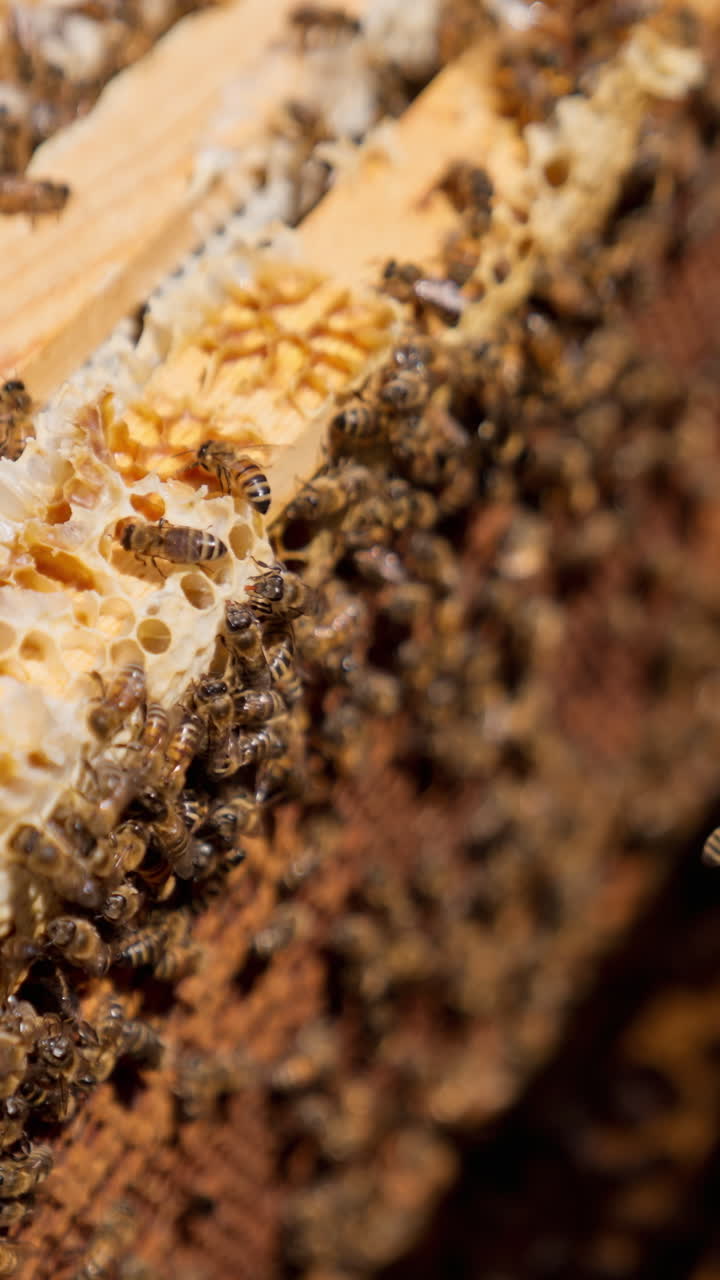 Wooden frames stacked closely to each other in the hive. Bee family crawling inside the opened hive working. Close up. Blurred backdrop.