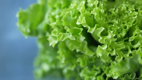 close-up of fresh lettuce