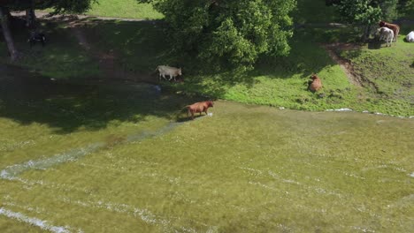 aerial view, cows standing and walking in a body of water in the irish countryside on a hot summers day