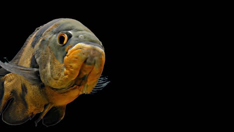 amazon tropical fish - tiger oscar, black background, chroma key