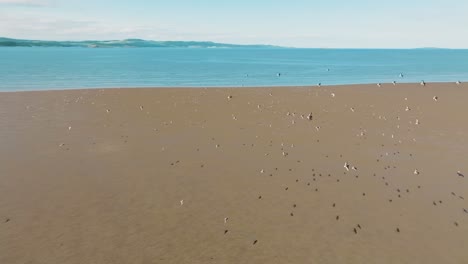 aerial view following flock of seabirds flying over sandy beach on low tide, aerial pan of scottish coast on sunny summer day