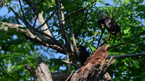 white-vented myna, acridotheres grandis, khao yai, thailand