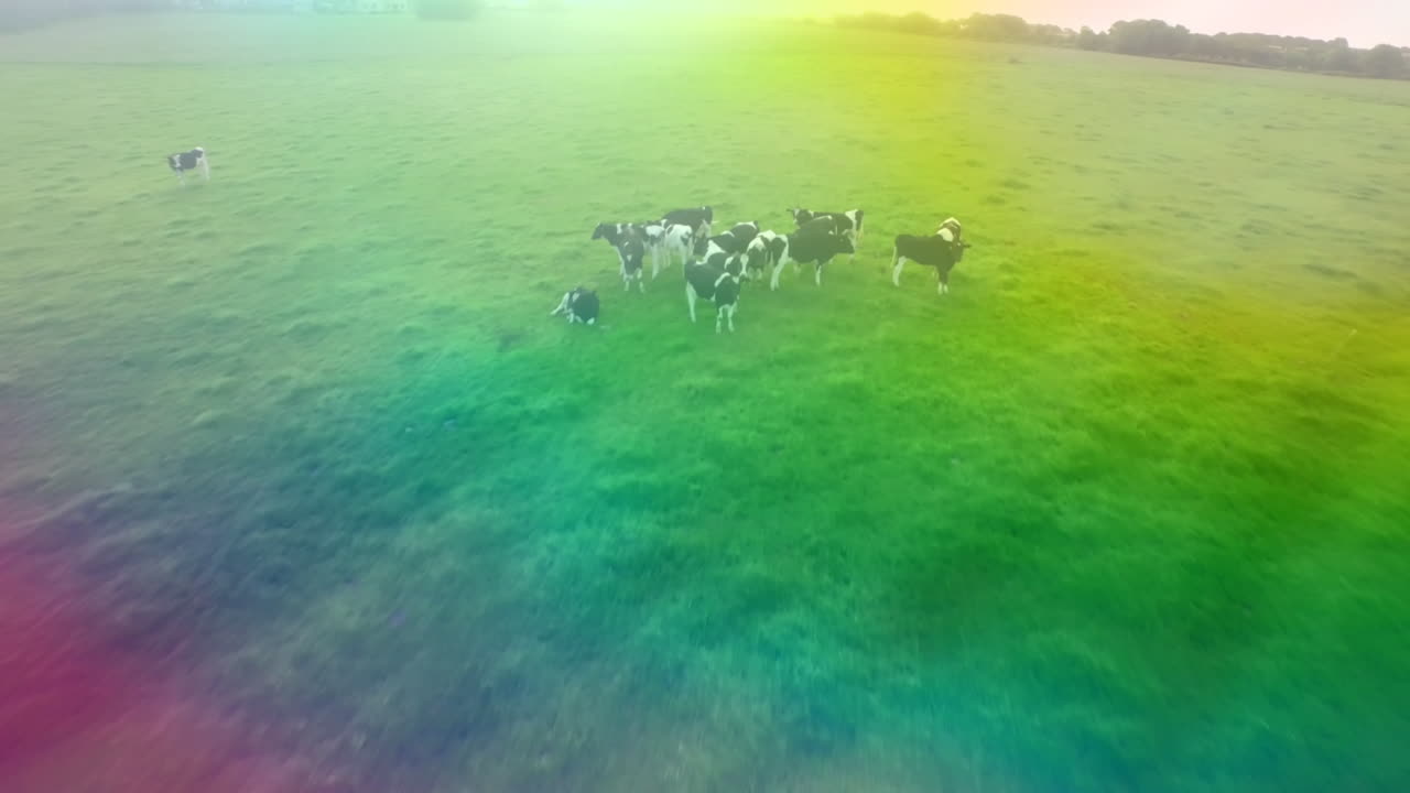 소와 함께 초원의 전망 위에 무지개 안개의 비디오