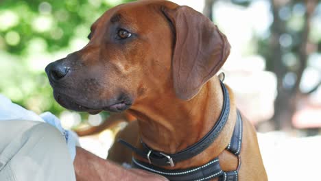 rhodesian ridgeback dog with owner