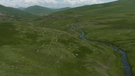 large flock of sheep grazing on vast pasture land at ktsia-tabatskuri managed reserve park in georgia